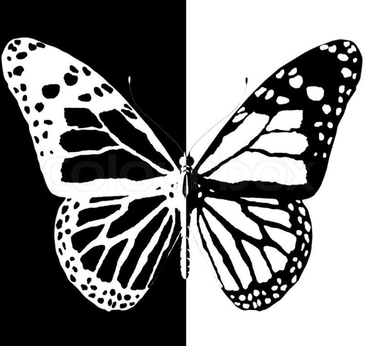 3366693-silhouette-of-butterfly-on-a-black-and-white-background